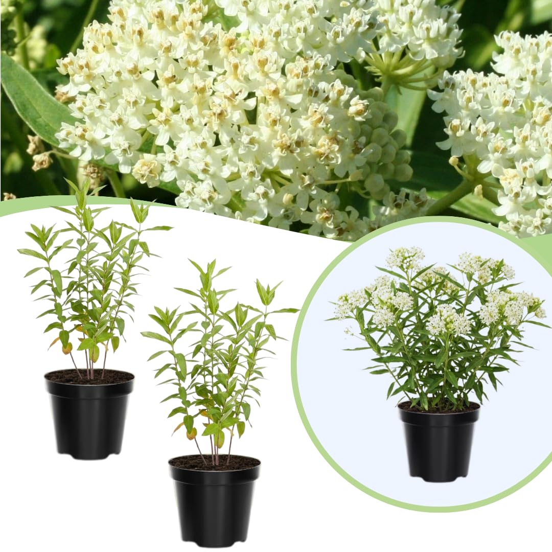 Set of 2 Live Milkweed Plants, Perennial Butterfly Milkweed Plants, Asclepias Tuberosa Plant, 5-8 Inch Tall for Indoor or Outdoor Planting, No Pot (White Milkweed)