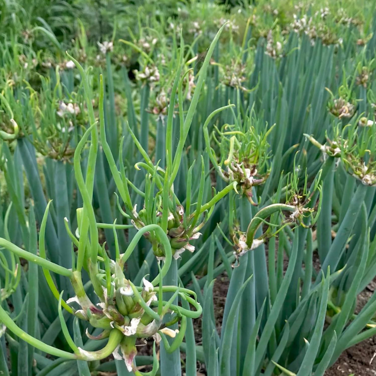 Set 20 Walking Onion Bulbs for Planting Hardy Red Onion Tree Topset Bulbils