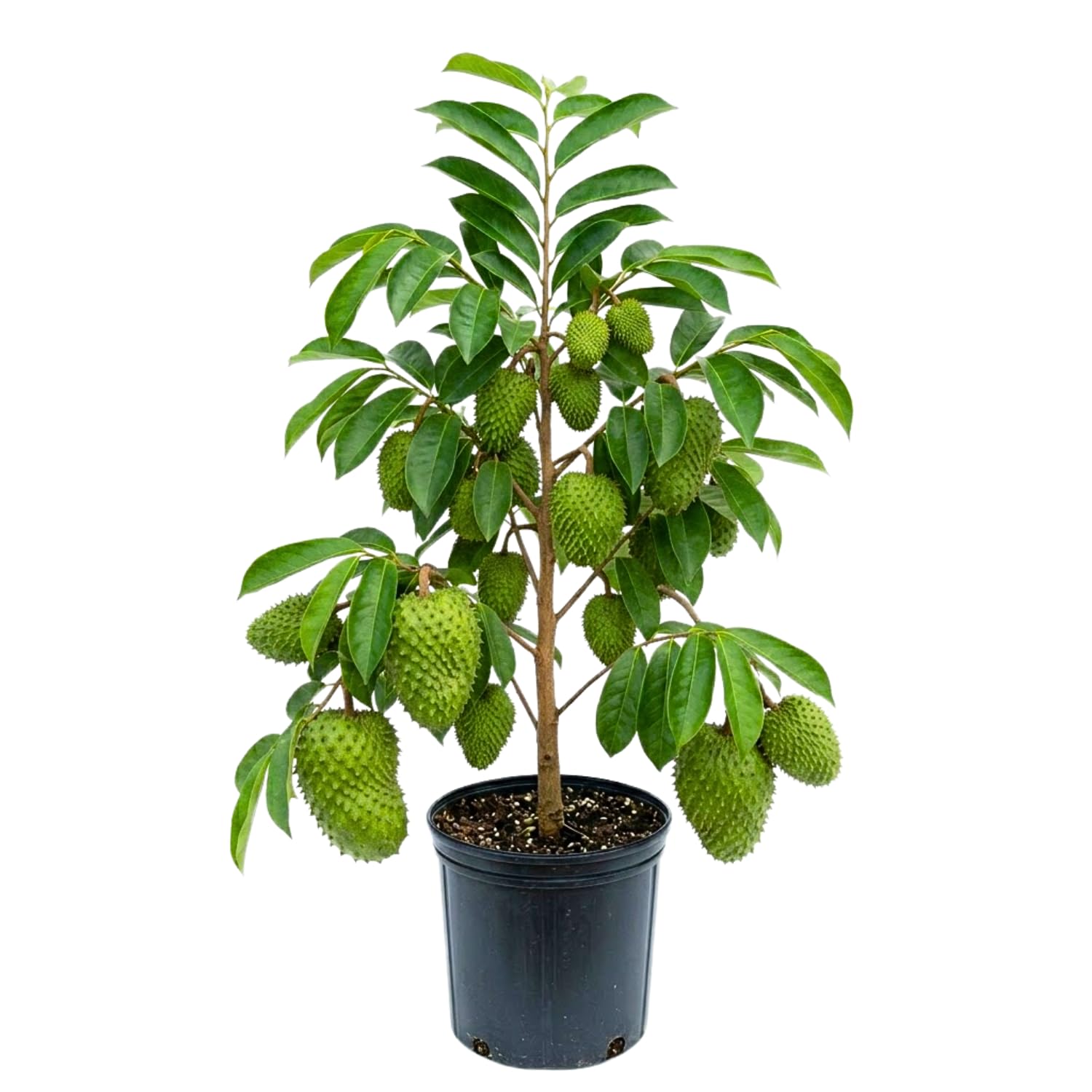 Sweet Soursop Live Plant for Planting, Annona Muricata 2-3 Ft Tall, Soursop Guanabana Seedlings, Outdoor Growing