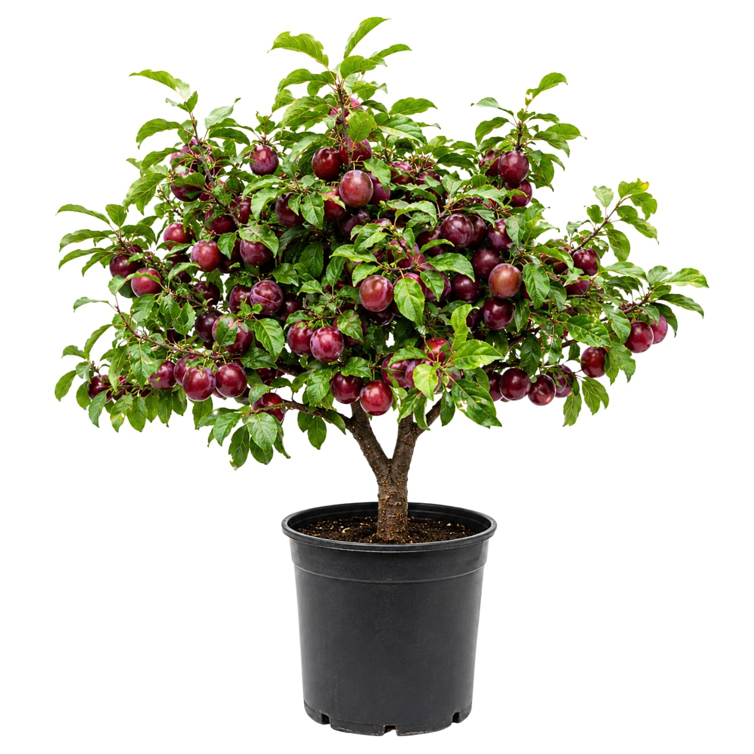 Methley Plum Tree Live Plant 2.5-3 Feet Tall, Sweet Plum Fruit Tree for Backyard Orchard, Patio Containers or Home Garden Growing, No Ship to CA