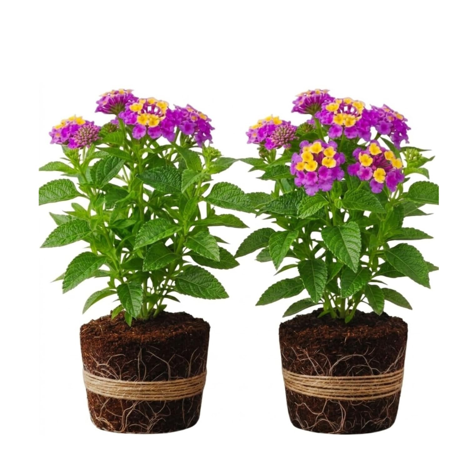 2 Trailing Lantana Plants Live, Lantana Live Plants for Planting Outdoors Between 5 and 7 Inc Long Garden (Lavender)