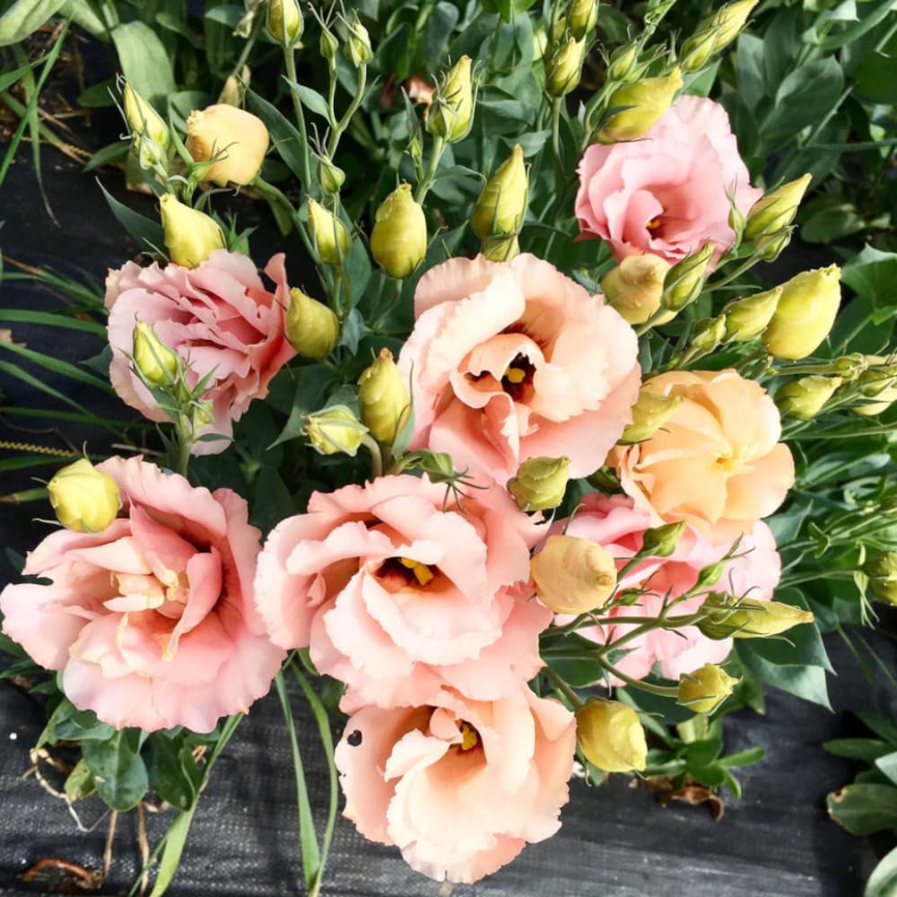 2 Eustoma Lisianthus Live Plants, Lisianthus Flowers Seedlings, 2-3 Inch Tall Well-Rooted Plug, Lisianthus Plants (Apricot Lisianthus)