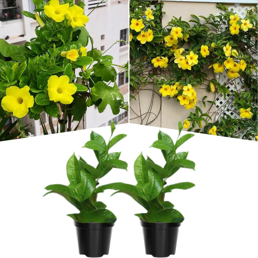 Set of Mandevilla Plants, Mandevilla Vine Seedlings, Spring Flowering Vines, 4-7 Inches Tall for Indoor or Outdoor Planting (Yellow Mandevilla)
