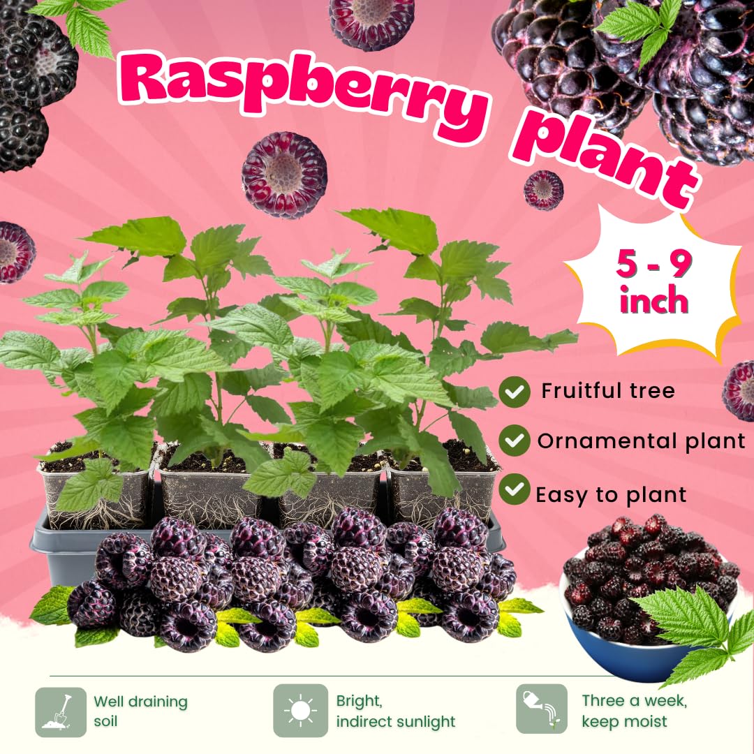 4 Glencoe Thornless Raspberry Plants Live, 5-9 Inch Tall, Raspberry Fruit Trees for Outdoor Growing, Raspberry Seedling