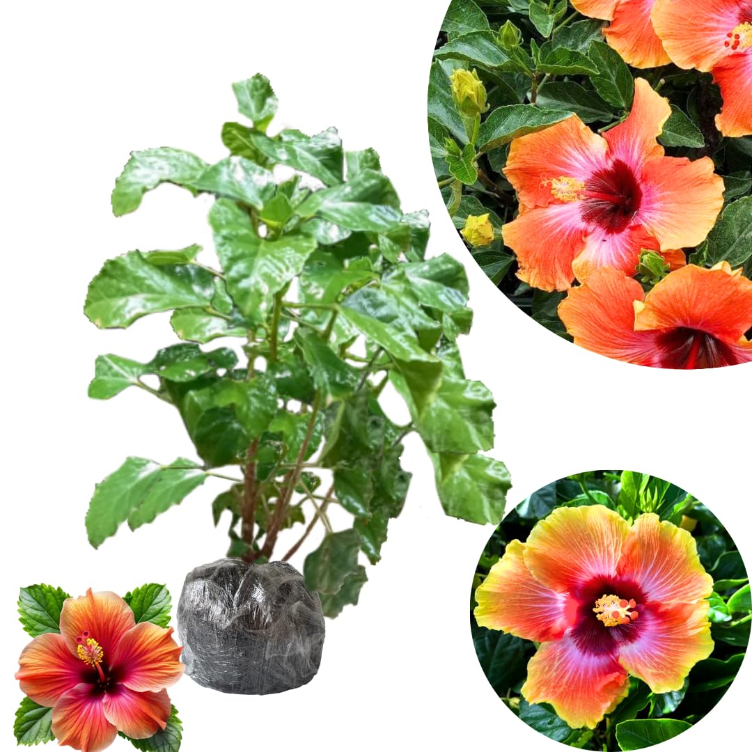 2 Sunset Hibiscus Live Plants, Clump 8-12” Tall, Hardy Hibiscus Plants Live, Hibiscus Trees Flowering Shrub