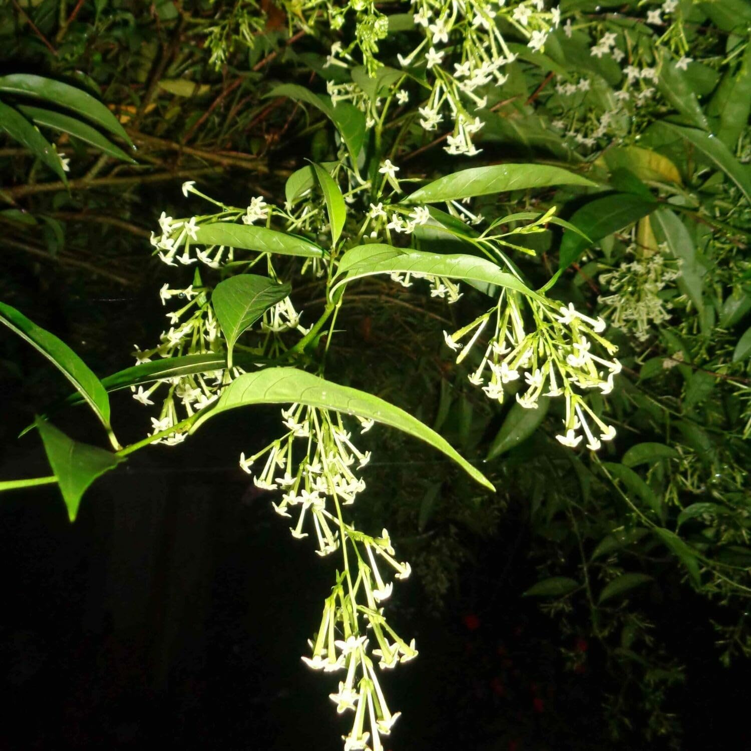 Jasmine Plants Live, Set 3 of Night Blooming Jasmine Live Plants, Cestrum Nocturnum Plant Live 5 Inches to 7 Inches Long