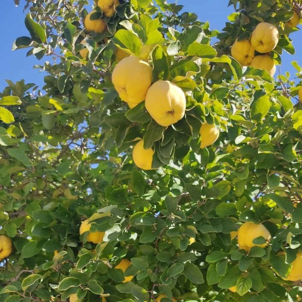 Quince Tree Plant Live 2-3 Feet Tall, Quince Fruit Plant for Planting Outdoor Garden, Well-Rooted