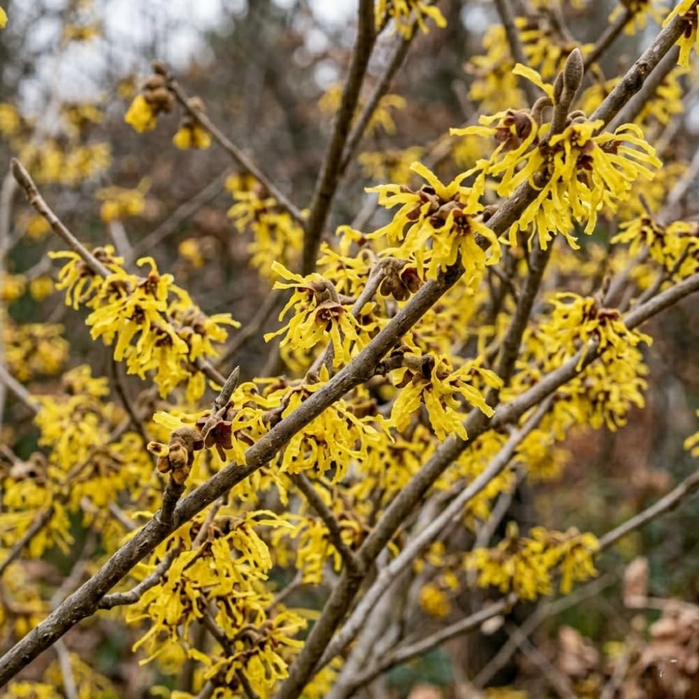 Witch Hazel Plant, Hazel Tree, 2-3 Feet Tall, Cold Hardy Flowering Shrub, Fragrant Winter Flowers for Garden