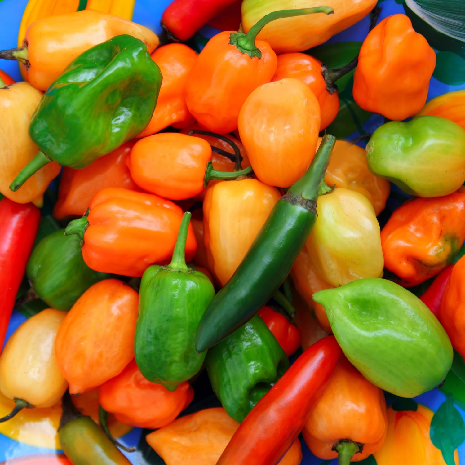 Mixed Habanero Pepper Seeds for Planting, 100 Seeds, 4 Hot Pepper Varieties