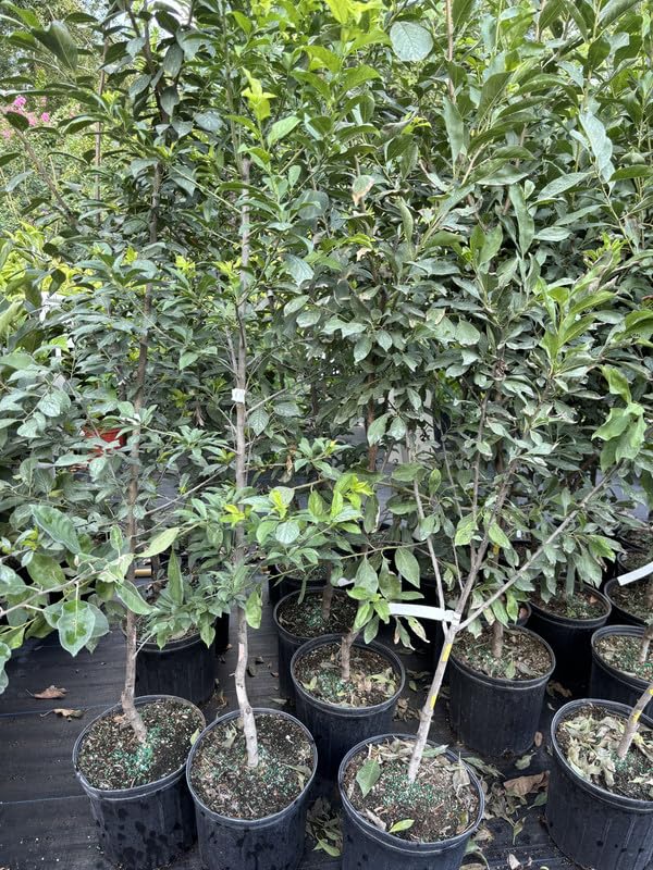 Sweet Plum Tree in 3 Gallon Pot, 3 to 4 Ft Tall Plum Fruit Tree, No Ship to CA