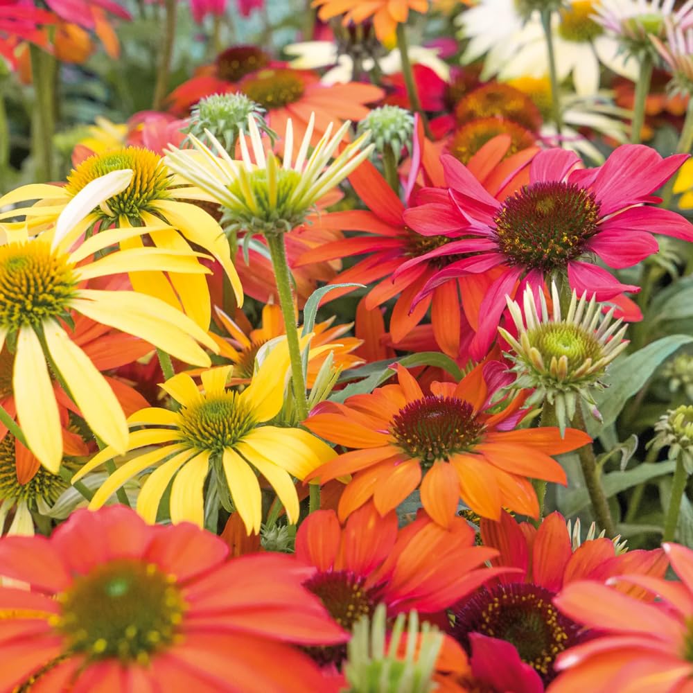 2 Coneflower Live Plant, Random Echinacea Plant Live, Coneflower Plants Live Perennial, Well Rooted Plug 3-5 Inch Tall