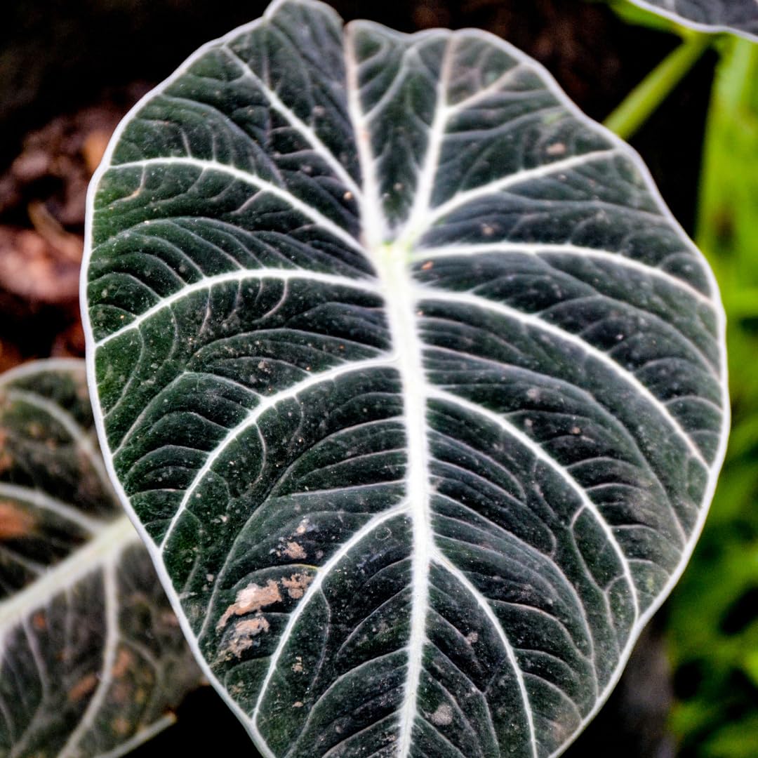 Live Alocasia Plant, Rare Alocasia Plant, Tropical Indoor Houseplant, 4-8 Inch Tall for Planting (Glossy Alocasia)