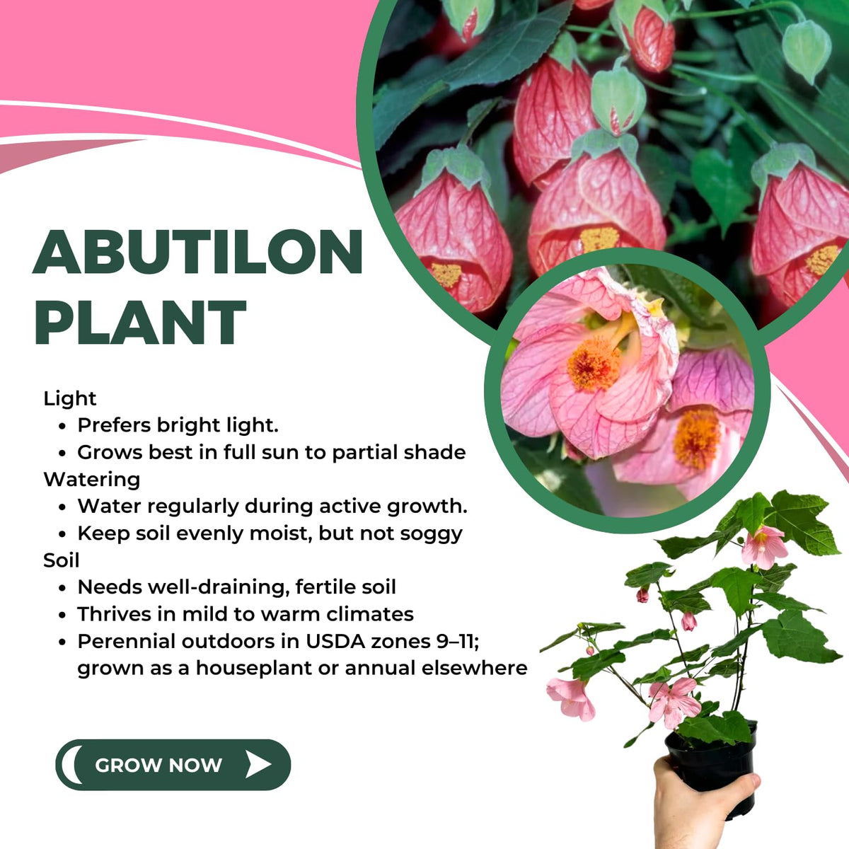 Set 2 Abutilon Plants Live, Trailing Abutilon Vine Hanging Lantern Flowers, 5-9 Inch Tall Indoor Outdoor (Pink Abutilon)