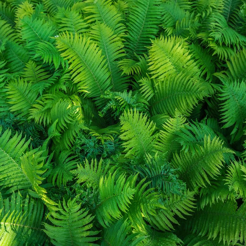 5 Ostrich Ferns Live Plants Rhizomes, Ferns Live Plants Outdoors Indoors, Pack 5 Bare Roots