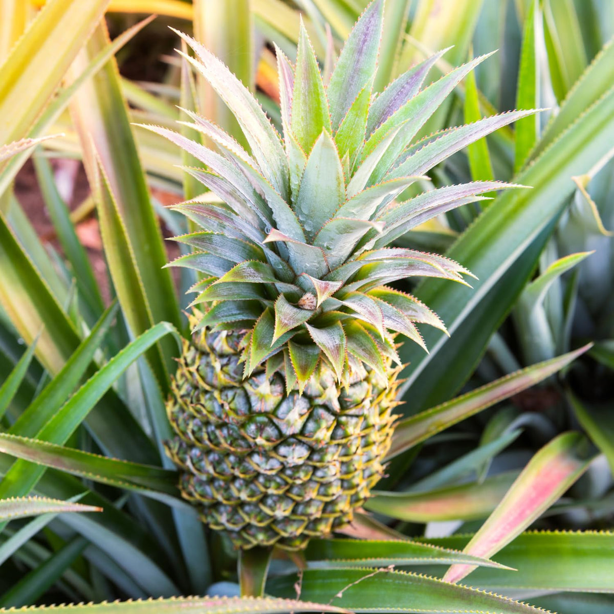 2 White Jade Pineapple Plants, Pineapple Plants Live for Planting, Sweet Pineapple Starters Plant for Home Garden and Containers