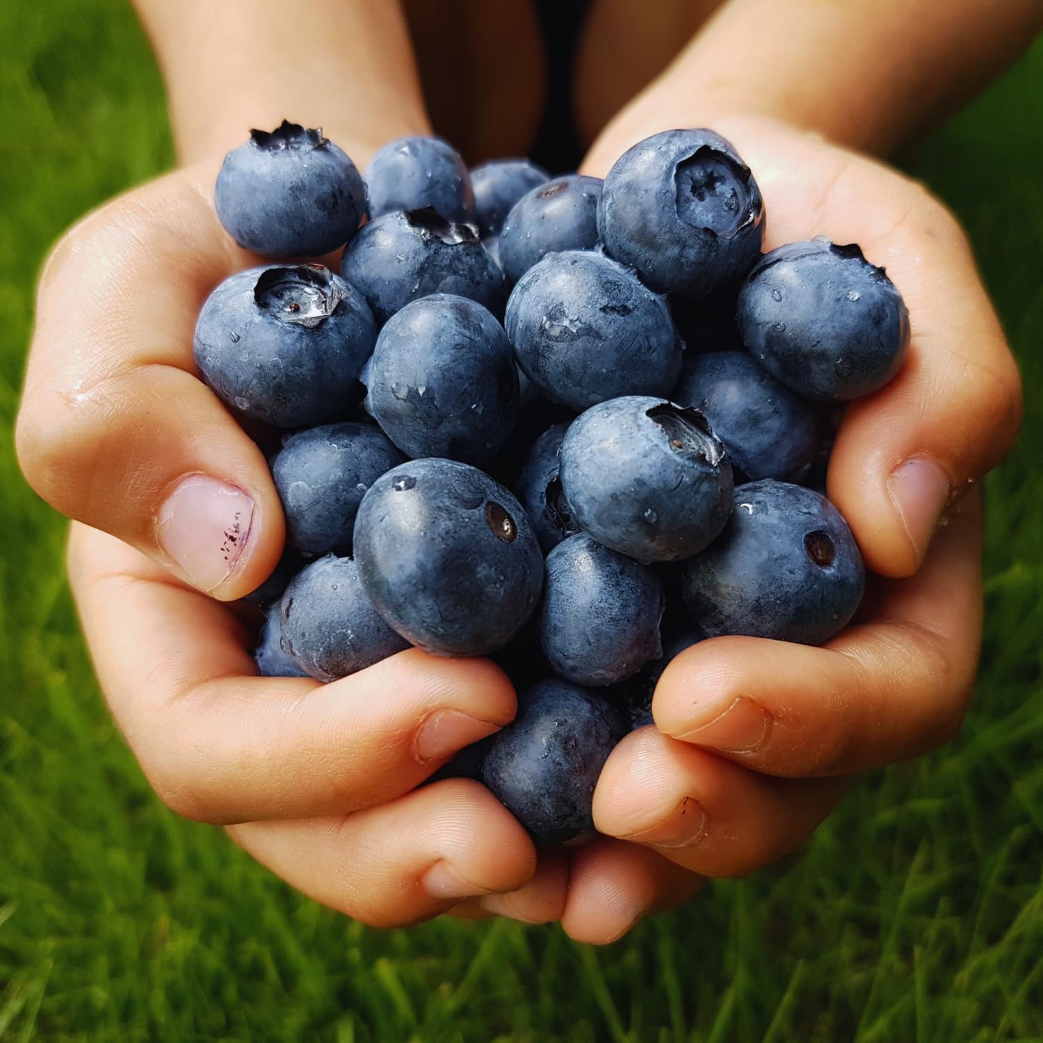 Live Blueberry Bushes, Blueberry Fruit Plant, Hardy Berries Bush for Garden, 2-3 Ft Tall, No Ship to CA