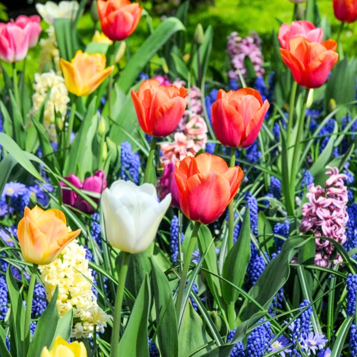 Multicolor Flowers Bulbs for Spring Planting, Perennial Flower Bulbs, Early Spring Flower to Plant Outside, Colorful Blooms Groundcover Bulbs, Top Size
