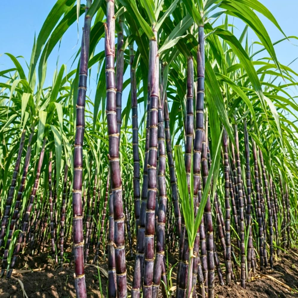 15 Purple Sugar Cane Plants Live Stick Cuttings for Planting, Lot of Nodes, Each Cutting for Easy Growing Sweet Sugarcane, Fresh and High Yield