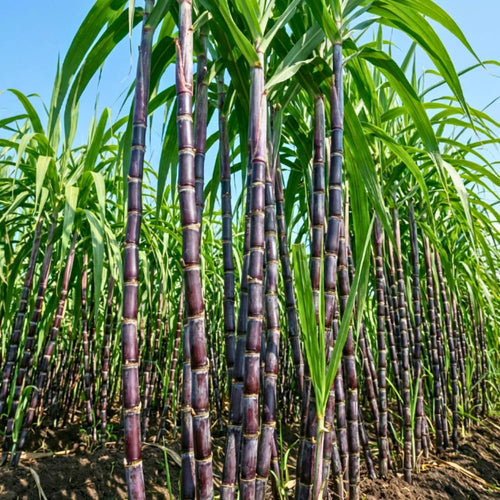 15 Purple Sugar Cane Plants Live Stick Cuttings for Planting, Lot of Nodes, Each Cutting for Easy Growing Sweet Sugarcane, Fresh and High Yield
