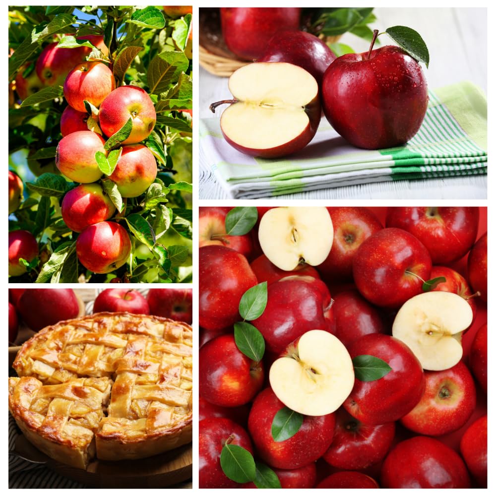 Red Delicious Apple Trees Live Plants, Apple Tree, Well Rooted, 3 Feet, 3 Gallon Pot, Sweet Fruit Tree for Edible Garden, No Ship to CA