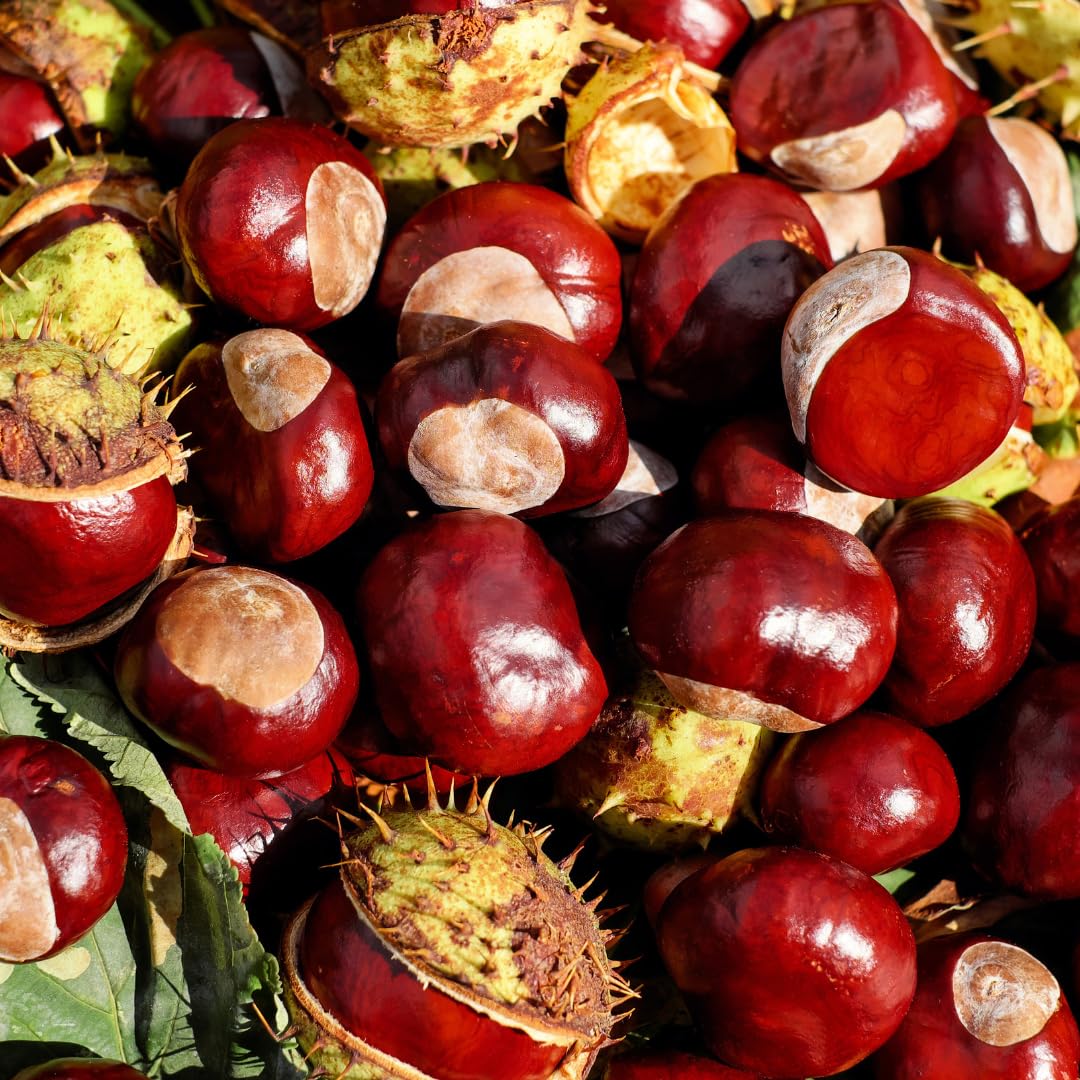 1-2 Ft Chestnut Tree Live Plant, 1 Year Old Fast Growing Nut Tree, Well-Rooted Seedling, No Pot, Dormant in Winter