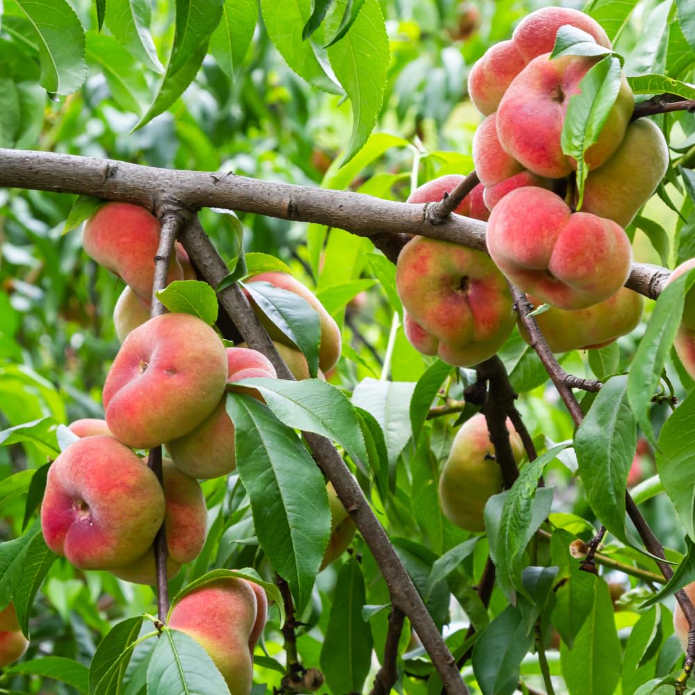 3-4 Ft Donut Peach Tree Grafted Live Plant for Planting in 3 Gallon Pot, Sweet Peach Tree Plant Live Sweet Flavor Peach Plant No CA,