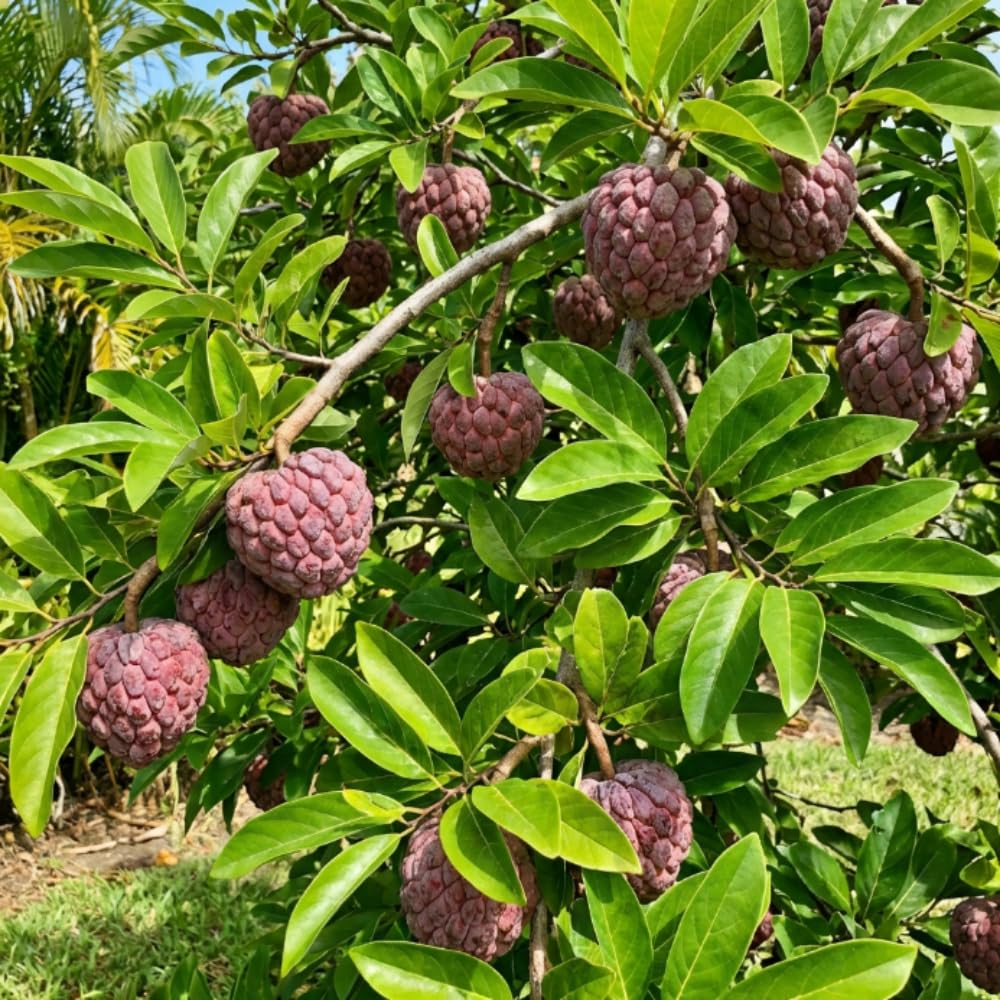 Apple Plant Live, Sweet Tropical Fruit, Sugar Apple Fruit Tree 2-3 Feet Tall in 3 Gallon Pot, Outdoor Planting, No Ship to CA (Red Sugar Apple)