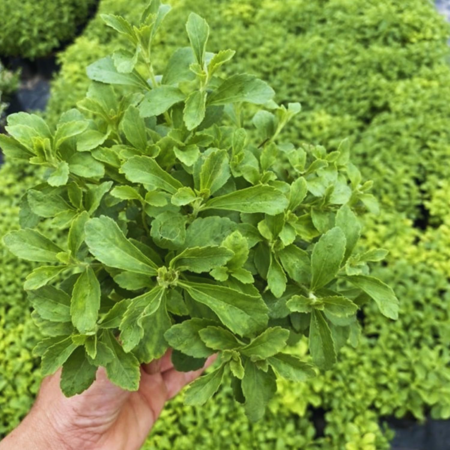 Set 2 Stevia Plants Live, Stevia Herb Live Plant No Pot, 4 to 6Inches Long, Easy to Plant Garden