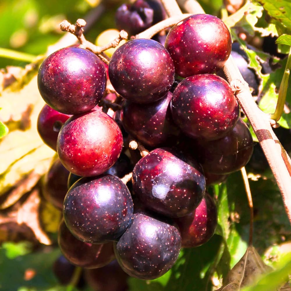Sweet Muscadine Grape Vines Live Plants, Hardy Fruit Plant for Patio, Garden and Trellis Growing, 20-24 Inches Tall in 1 Gallon Pot, No Ship to CA
