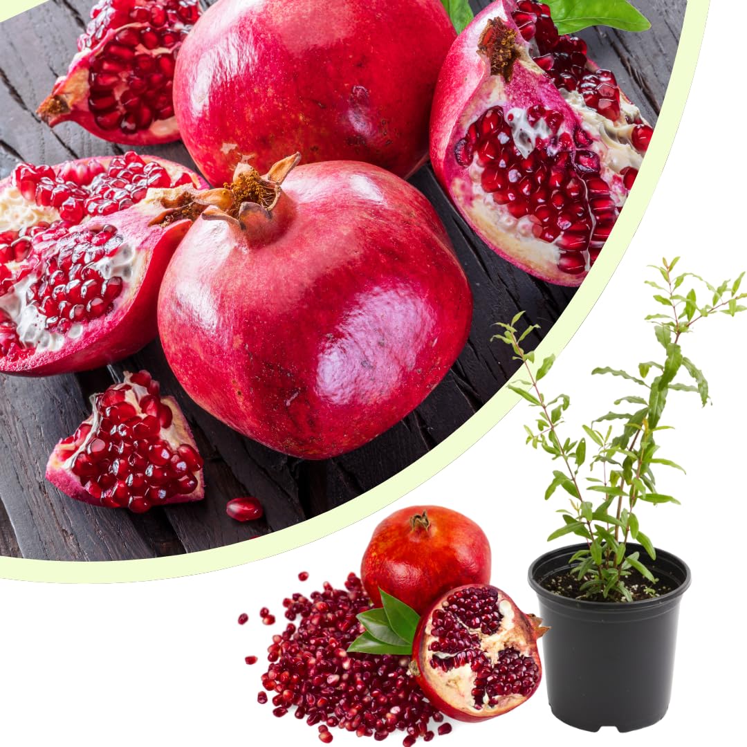 Pomegranate Plant Live, Sweet Pomegranate Fruit Tree, Tropical Fruit Plant, 4-7 Inches Tall, Ready for Growing, No Pot