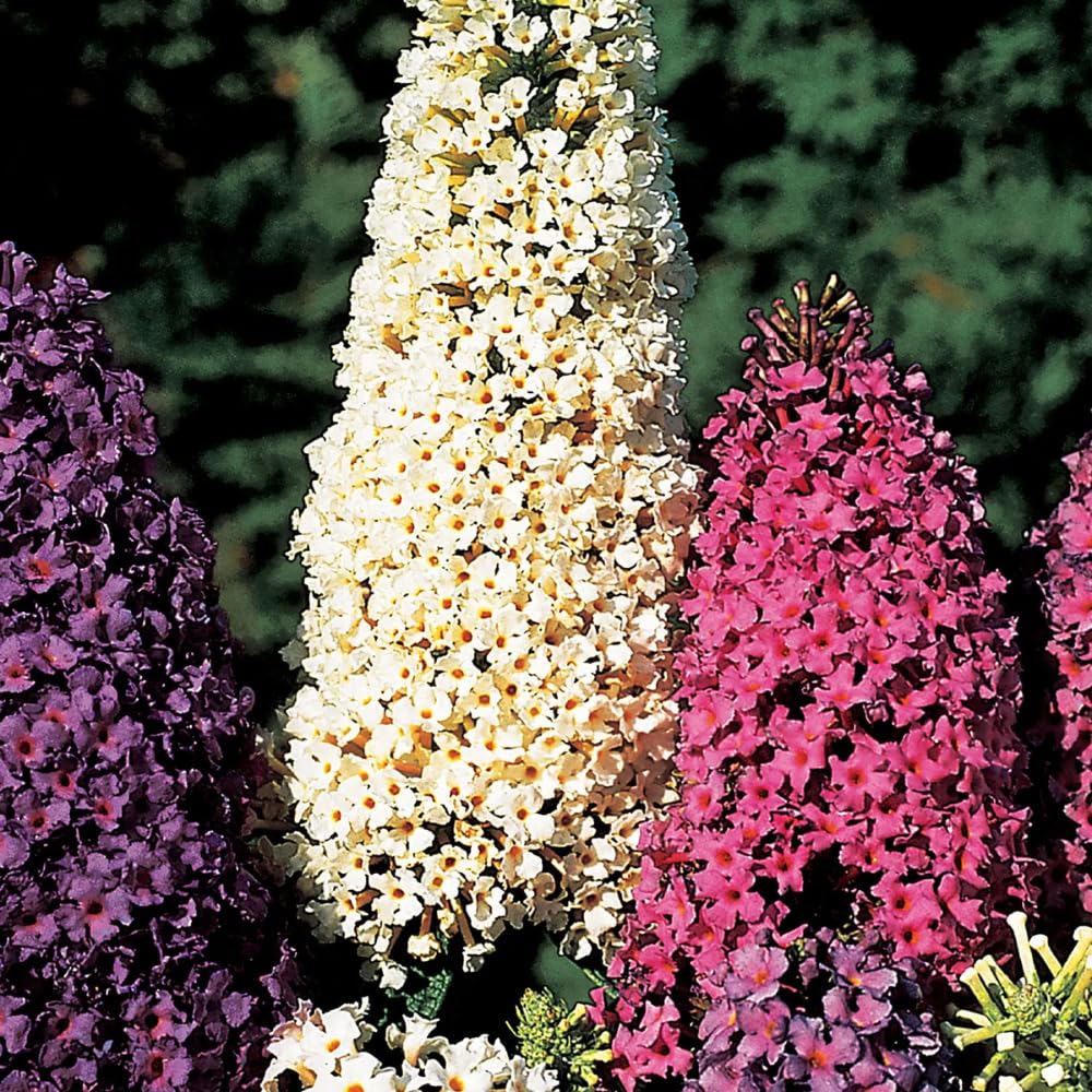 2 Butterfly Bushes Live Plants, Perennial Butterfly Bush for Outdoor Garden, Container Growing 4-7 Inches (Assorted)