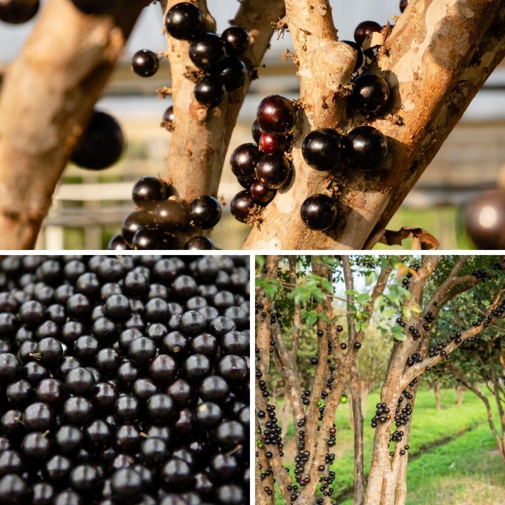 No CA, Sweet Black Jaboticaba Tree Live Plant, 2-3 Feet Tall, Jaboticaba Fruit Plants Live in 3 Gallon Pot, Jabuticaba Grapetree for Planting Outdoor Indoor, No Ship to CA