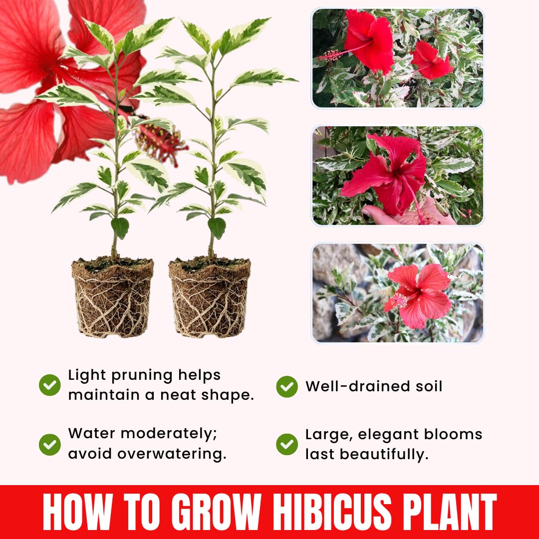 2 White Red Hibiscus Live Plants, 4-8'' Tall Hardy Hibiscus Flower Starter Plants, Well Rooted Perennial Flower Plant for Home Garden and Containers