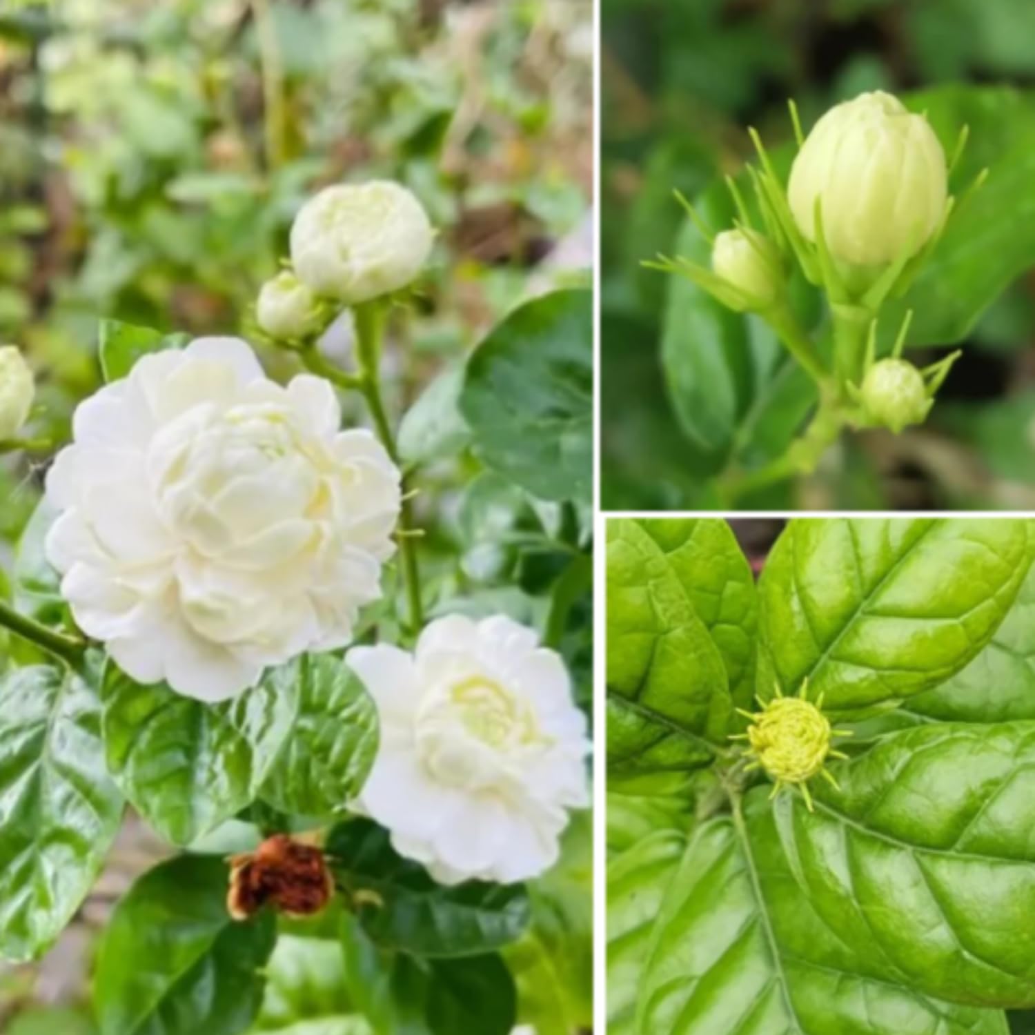 Jasmine Plant Live, Grand Duke Jasmine Live Plant, 3 Gallon Pot, 2-3 Feet Tall, Fragrant Flower Bush Gardening Outdoor