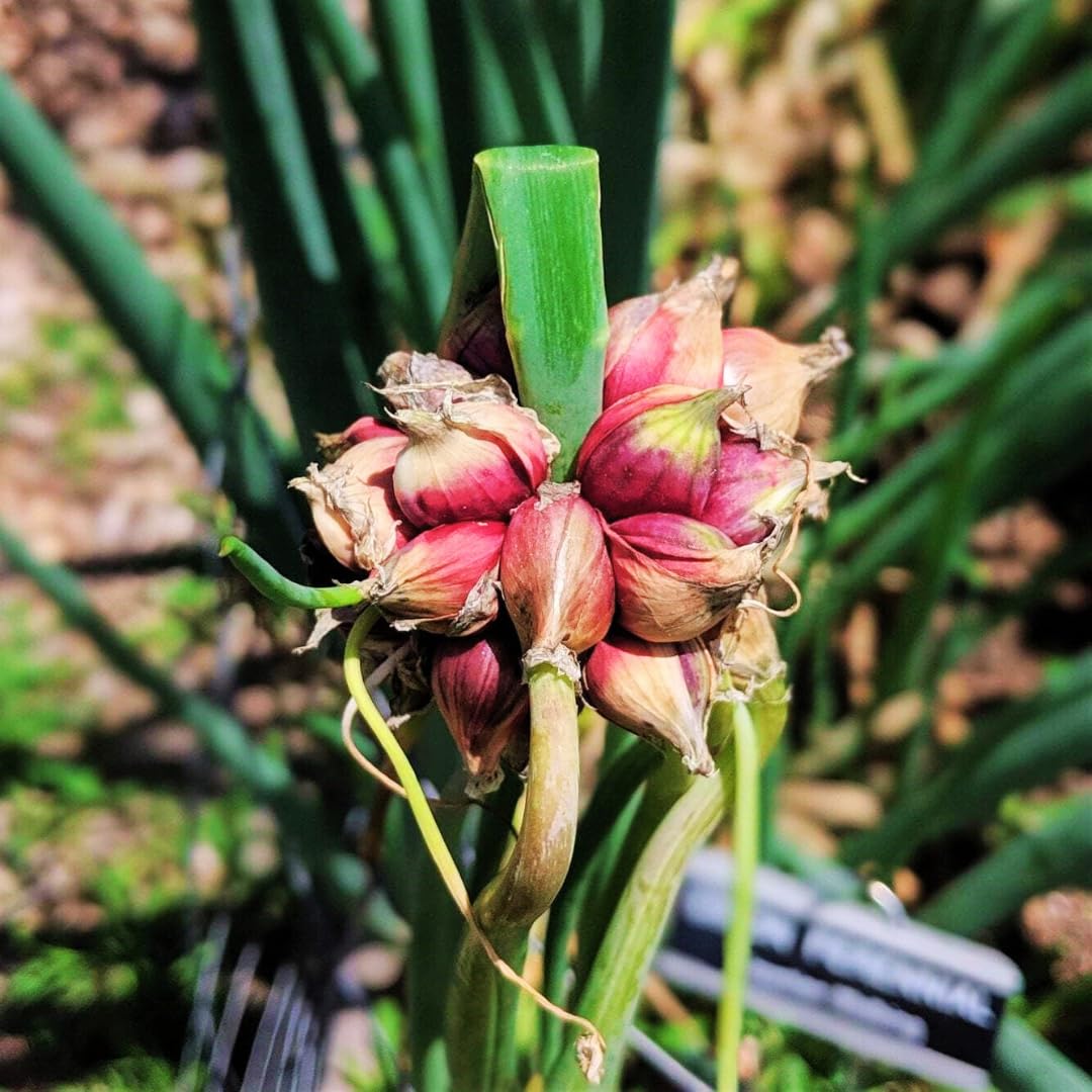10 Walking Onion Bulbs Topset for Planting Outdoors, Easy to Plant