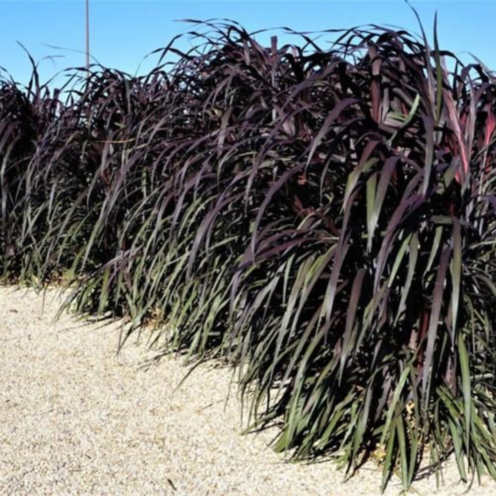 2 Fountain Grass Plants, Black Fountain Grasses for Planting Perennial, 5 to 10 Inches Tall Ornamental Grass Plant Garden Indoor Outdoor