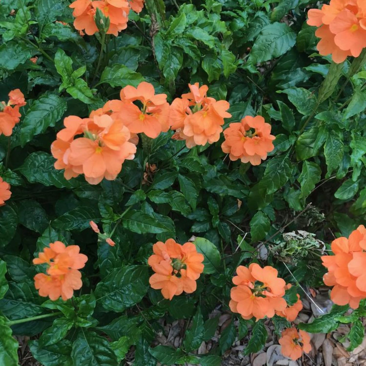 2 Live Peach Crossandra Live Plants, 4-8'' Tall Peach Crossandra Plant Shrub for Planting, Perennial Flowering Starter Plant for Home Garden and Containers, Well Rooted to Grow