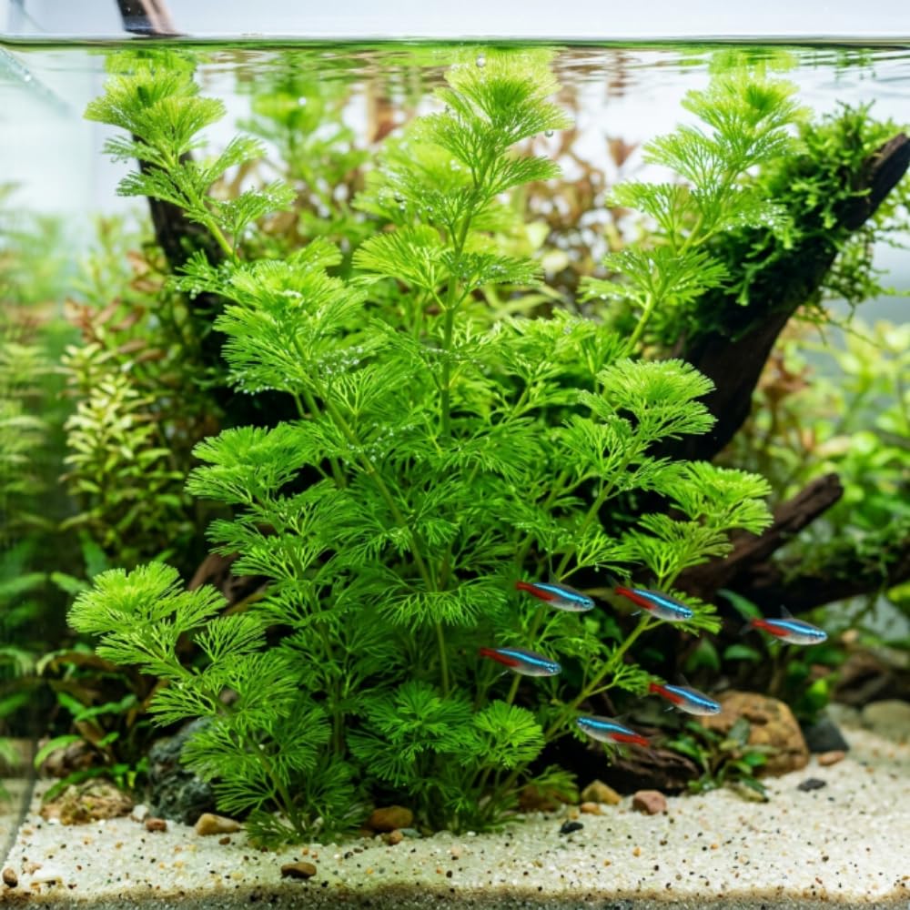 Green Cabomba Live Plant, 1 Bundle, Aquarium Plant