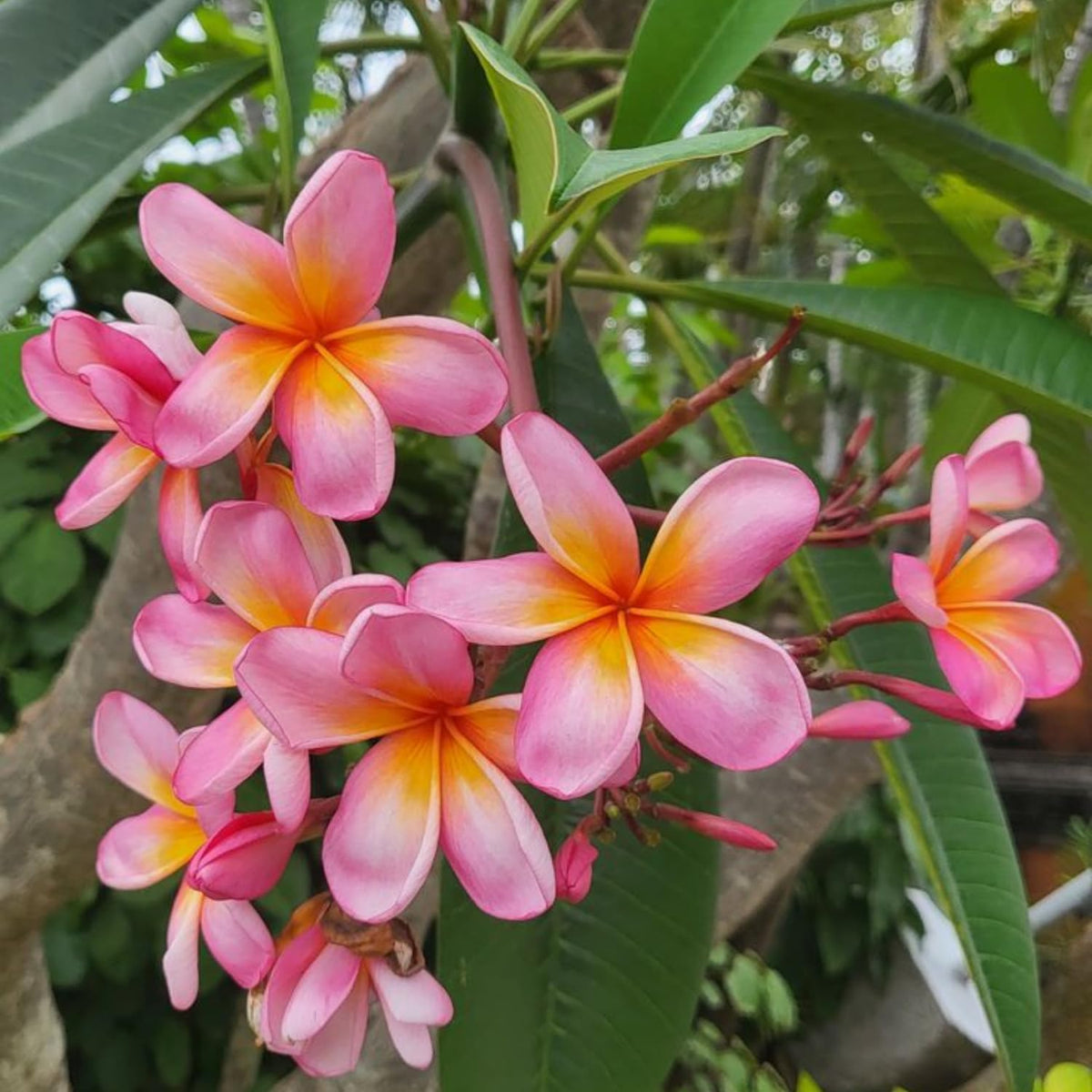 2 Pink Plumeria Cuttings for Planting, Frangipani Flower Cutting, Tropical Flowers Plant for Outdoor Garden, Patio Containers or Indoor Growing