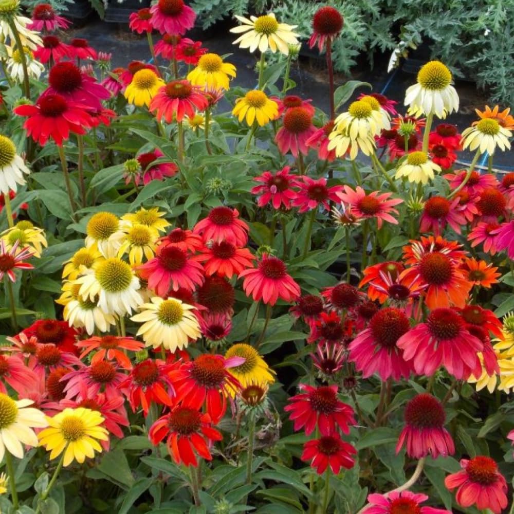 2 Coneflower Live Plant, Random Echinacea Plant Live, Coneflower Plants Live Perennial, Well Rooted Plug 3-5 Inch Tall