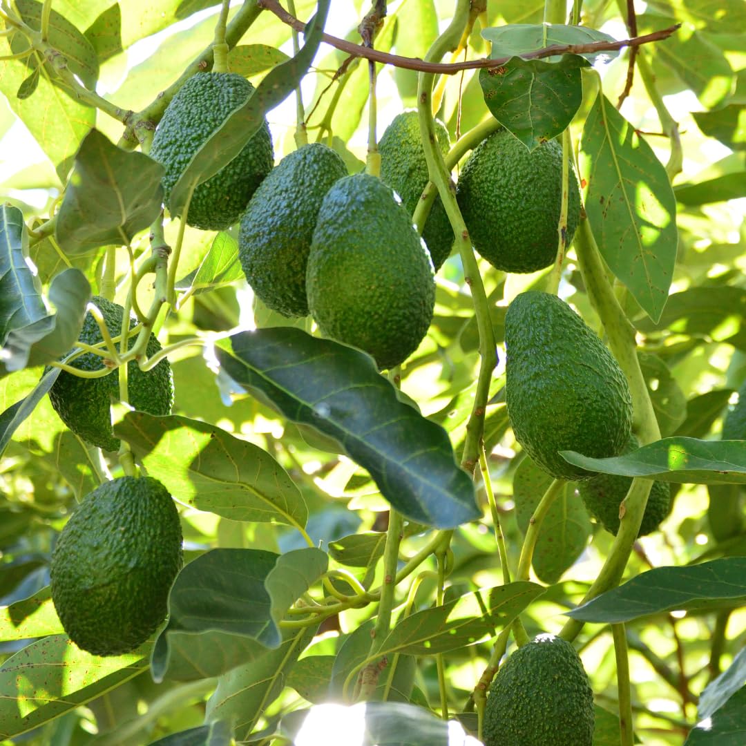 Live HASS Avocado Tree Plant, Hardy Grafted Avocado Fruit Tree, 1-2 Feet Tall in 3 Gallon Pot for Planting, No Ship to CA
