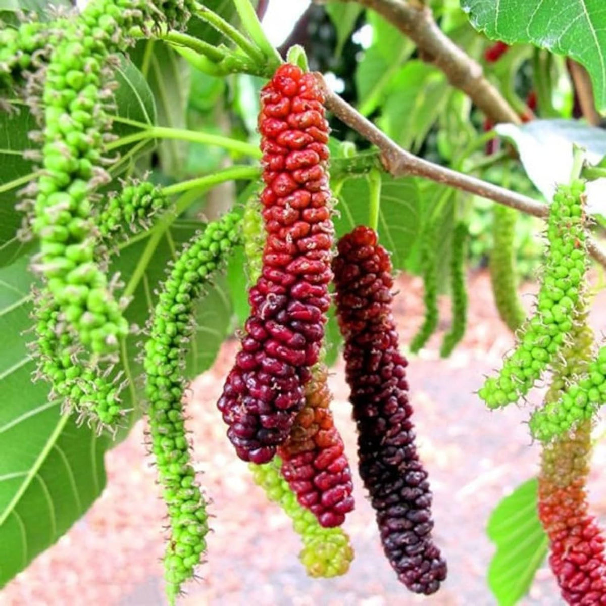 Pakistan Mulberry Plant Live, Size 5-9 Inch Tall, Mulberry Fruit Tree for Planting, Mulberry Seedling