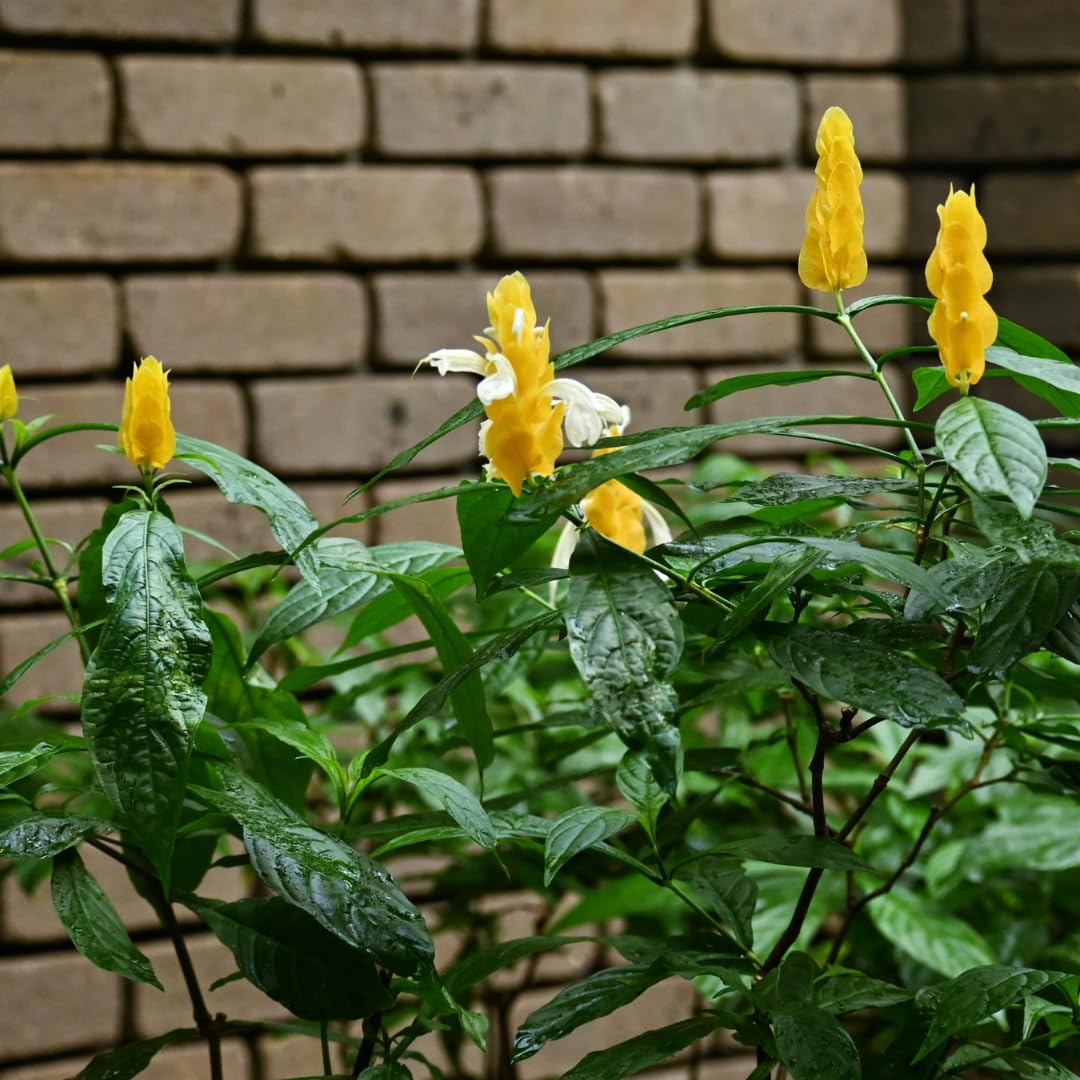 Set of 2 Live Shrimp Plants, Perennial Shrimp Plant, Vibrant Flowers, 4-8 Inches Tall, Well-Rooted for Planting (Yellow Shrimp)