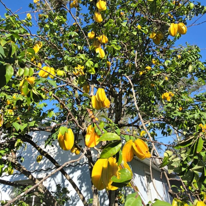 Starfruit Grafted Tree Live Plant, 2 to 3 Feet Tall, Large Star Fruit Carambola Plant in 3 Gallon Pot for Landscaping or Gardening, No Ship to CA
