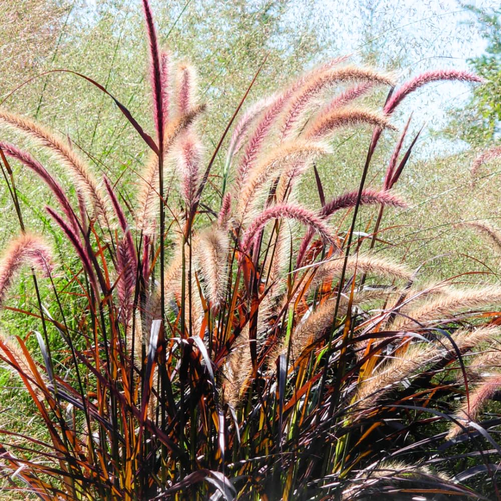 Pack 2 Red Fountain Grass Plants Live, Hardy Ornamental Grass Live Plants for Garden, 4-8" Tall, Deep Burgundy Leaves