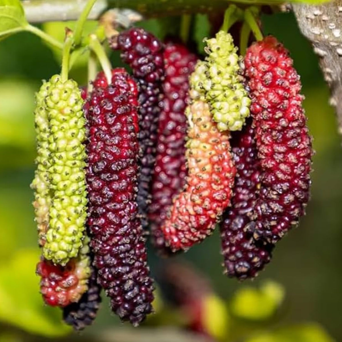 2 Pakistan Mulberry Plants Live, 5-9 Inch Tall, Mulberry Fruit Trees Live Plants, Mulberry Seedlings