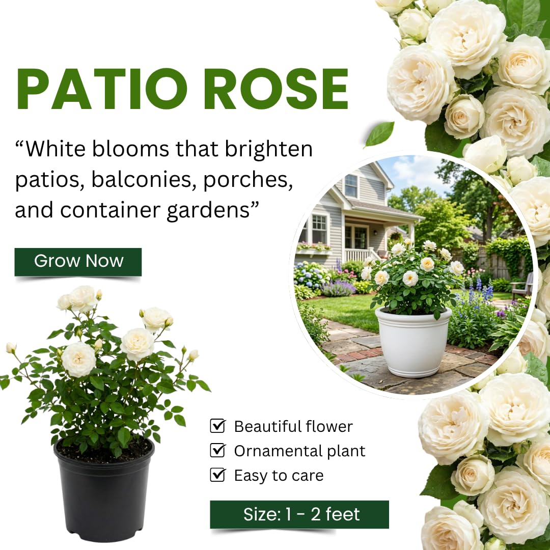 Red Rose Plant Live, Mini Patio Rose Live Plant in 3 Gallon Pot, 1 Feet Tall, Compact Blooming Rose for Containers and Gardens, No Ship to CA