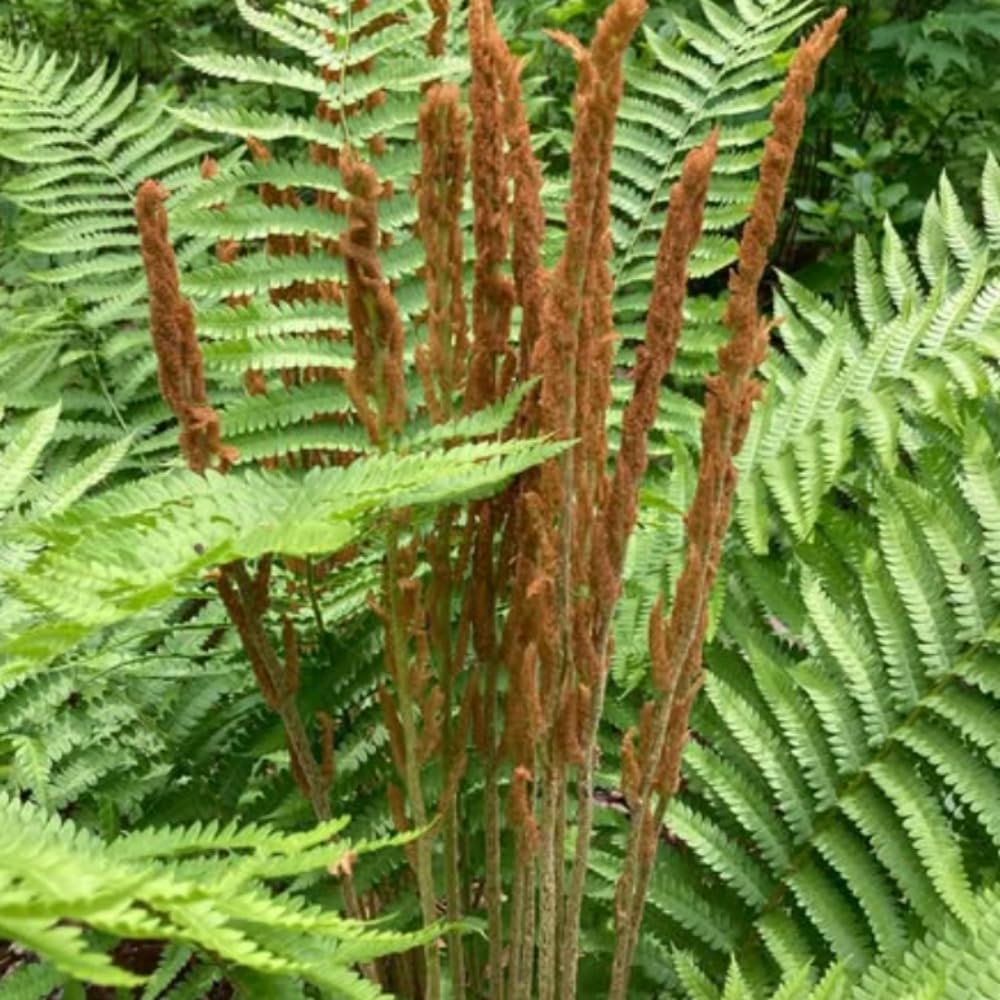 5 Ferns Rhizomes, Fern Roots Outdoor Indoor, Live Ferns Roots for Outdoors, 3 to 5 Inc Tall