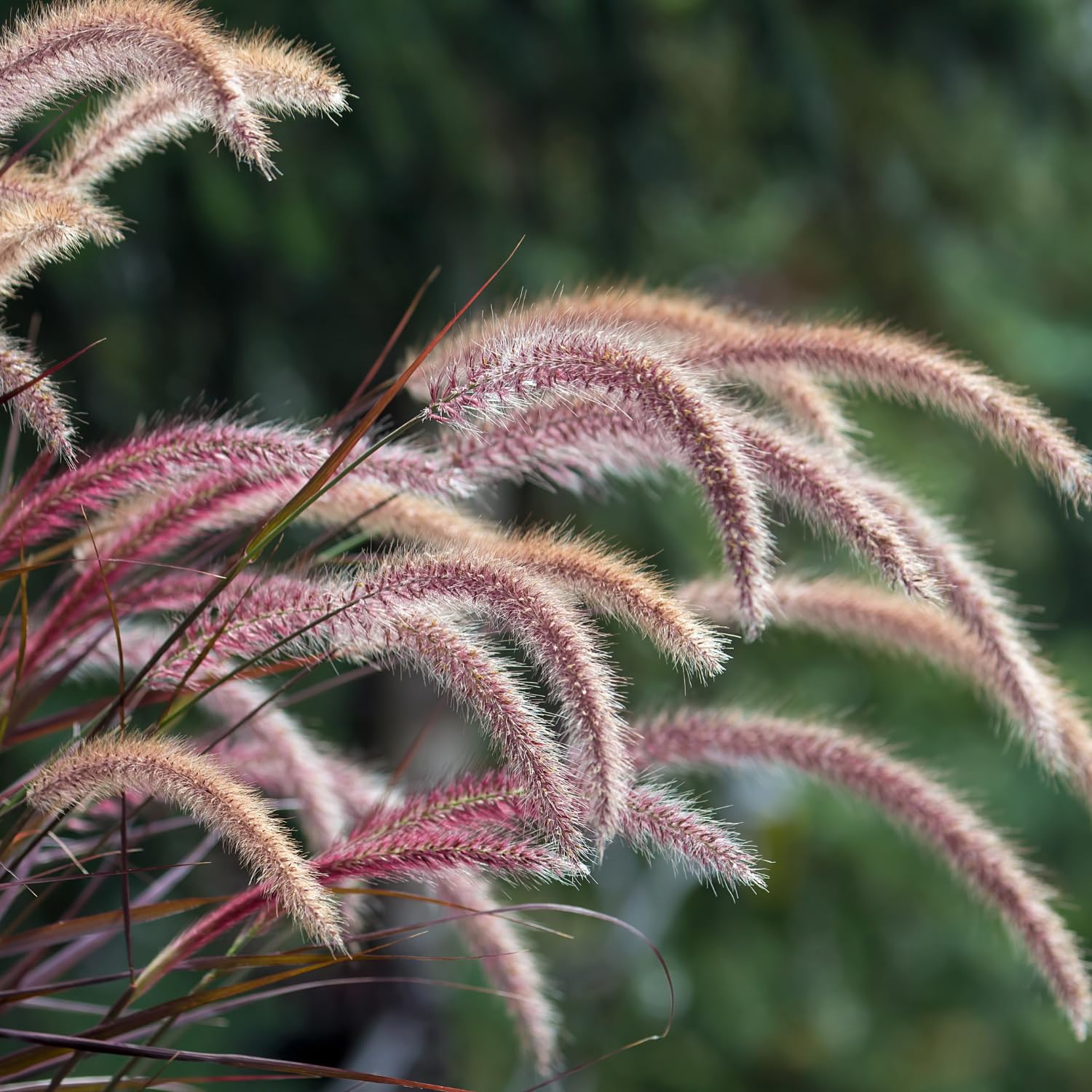2 Red Fountain Grass Plants Live, 4-8" Tall Red Purple Ornamental Grasses Live Plants Perennial for Planting, Well Rooted Plant, No Pot