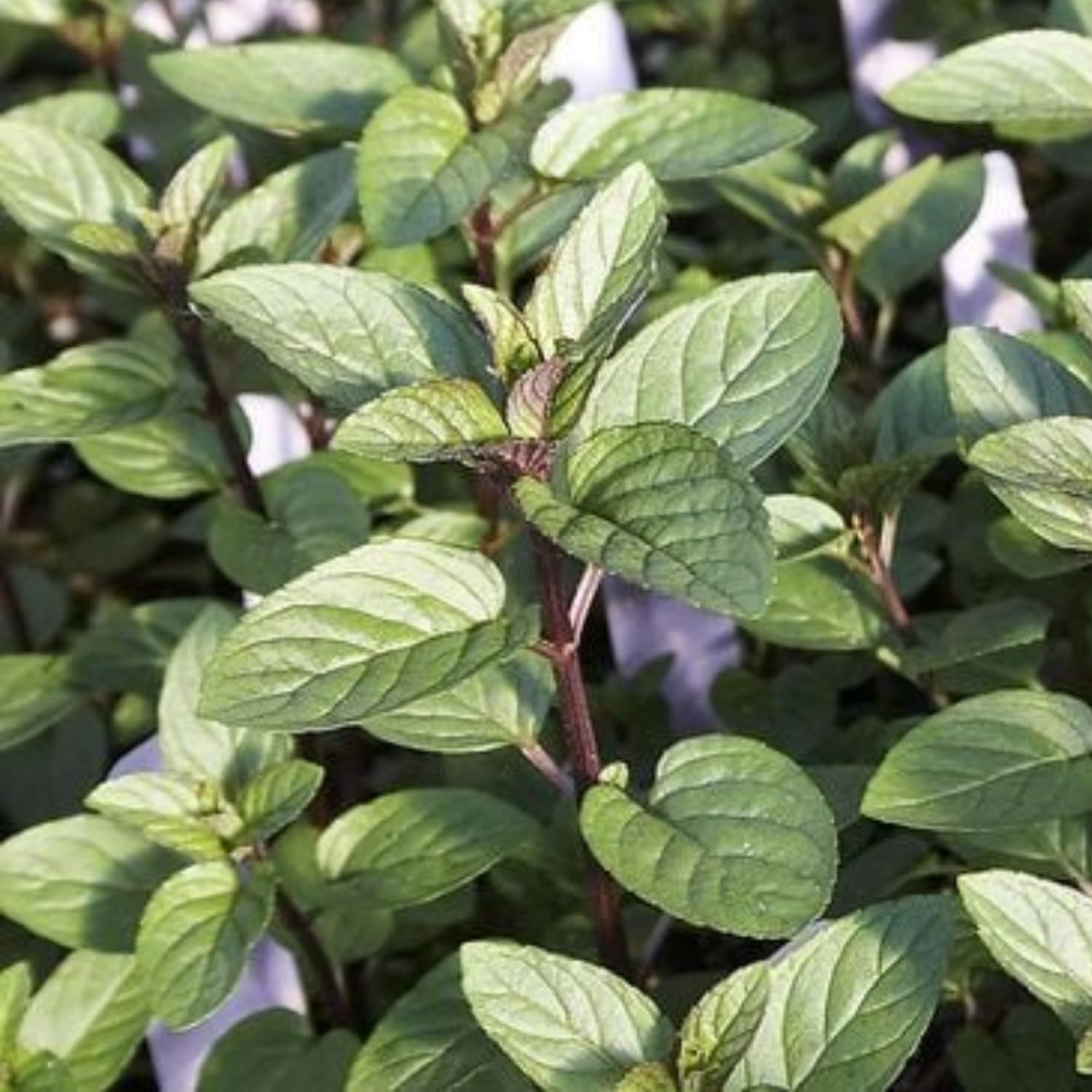 Pack 3 Chocolate Mint Live Plants, 4-8" Tall Fragrant Herb Mint Plants Live for Garden, Containers, Well Rooted Starter Plants